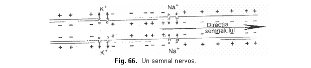 Text Box: 
Fig. 66. Un semnal nervos.
